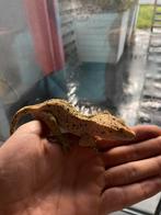 Mannelijke wimpergekko te koop (Correlophus ciliatus), Dieren en Toebehoren, Hagedis, Tam, 0 tot 2 jaar