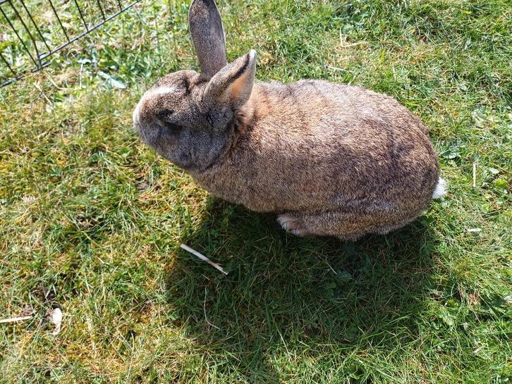 Dwergkonijn ram, Animaux & Accessoires, Lapins, Nain, Mâle, 0 à 2 ans