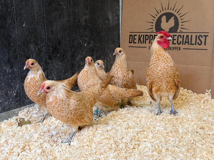 Jonge tamme Sebright geel wit gezoomd gesekst en ingeënt, Animaux & Accessoires, Volatiles, Poule ou poulet, Femelle