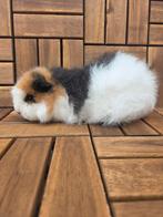Ch teddy zeug, Cavia, Vrouwelijk, Januari, Tam
