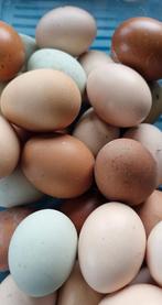 Verse eieren, Enlèvement