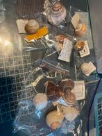 Escargots, Collections, Enlèvement ou Envoi