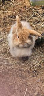 Konijntjes te koop, Dieren en Toebehoren, Konijnen, Meerdere dieren, Middelgroot, 0 tot 2 jaar