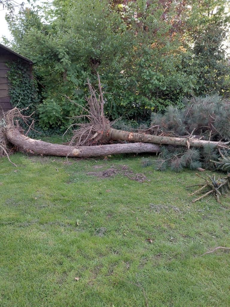 3 bomen om zelf te komen zagen, Enlèvement