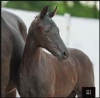 Bloedmooie 2 jarige dressuur Hengst, Dieren en Toebehoren, Met stamboom, Dressuurpaard, 0 tot 2 jaar, Hengst