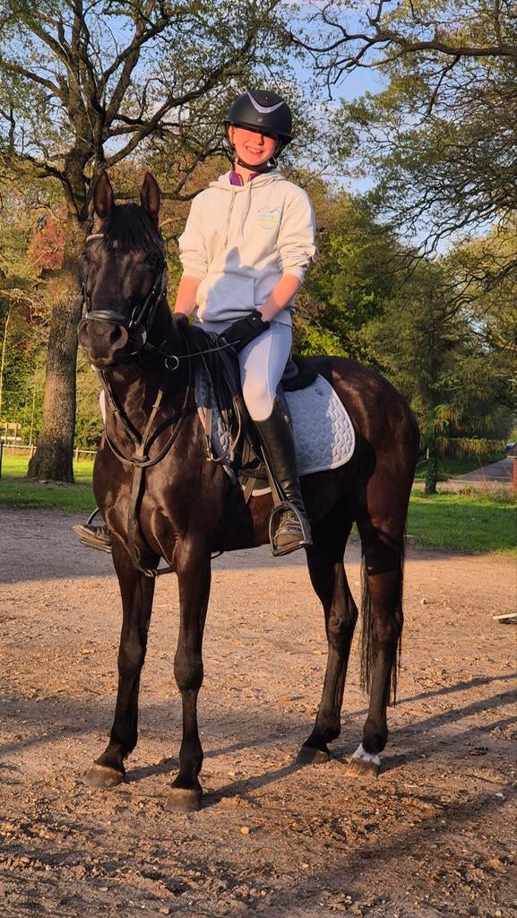 Mooie zwarte D-pony, Dieren en Toebehoren, Merrie