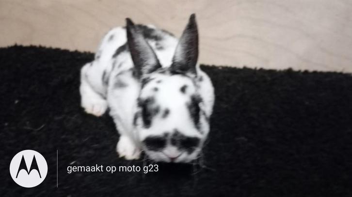 Rex dwerg voedstertje in dalmatiner zwart, Dieren en Toebehoren, Konijnen, Dwerg