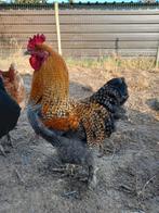 Mooie grote haan, 8 maanden oud., Dieren en Toebehoren, Pluimvee