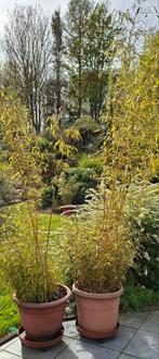 Bambou phyllostachys en pots pleine croissance, Jardin & Terrasse, Enlèvement, En pot, 250 à 400 cm