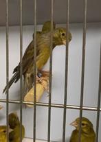 Kanarie man, Dieren en Toebehoren, Vogels | Kanaries