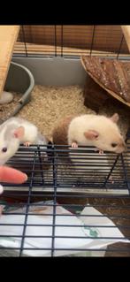 3 ratjes incl. Kooi en toebehoren, Dieren en Toebehoren, Rat, Vrouwelijk, November, Tam