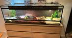 Nieuw Terraria 150Bx50Dx50H Kijk en vergelijk, Dieren en Toebehoren, Ophalen of Verzenden, Nieuw