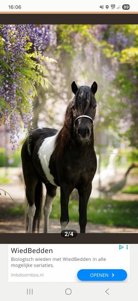 Miniatuurpaard, Dieren en Toebehoren, Paarden, Hengst, Met stamboom, 3 tot 6 jaar