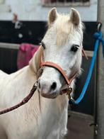 A welsh, Merrie, Minder dan 160 cm, Met stamboom, Zadelmak