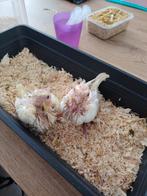 Super tam baby valkparkiet nog 1 over, Dieren en Toebehoren, Tam