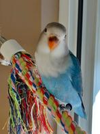 Jonge agapornis fischerie zoekt nieuwe thuis, Dieren en Toebehoren, Dwergpapegaai of Agapornis, Geringd