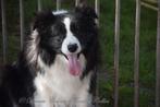 Border collie teefjes, zwart-wit, bruin wit, dark-chocolate, Dieren en Toebehoren, Honden | Herdershonden en Veedrijvers, 6 jaar of ouder