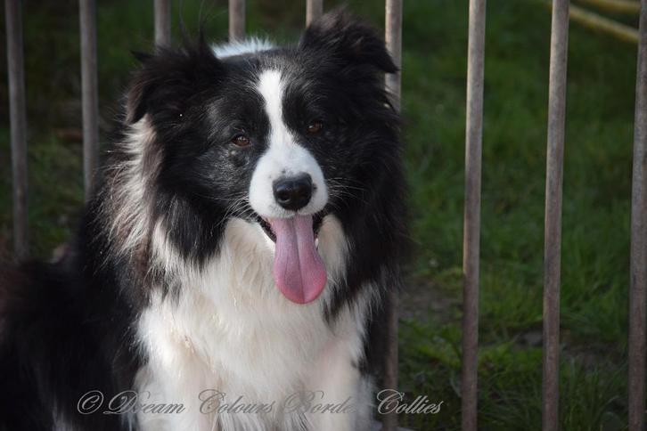 Border collie teefjes, zwart-wit, bruin wit, dark-chocolate, Dieren en Toebehoren, Honden | Herdershonden en Veedrijvers, Meerdere dieren