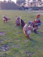 Broedeieren brahma blauwpatrijs, Dieren en Toebehoren, Pluimvee, Geslacht onbekend, Kip