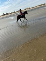 Braaf recreatie paard, Dieren en Toebehoren, Merrie, Met stamboom, 160 tot 165 cm, 11 jaar of ouder