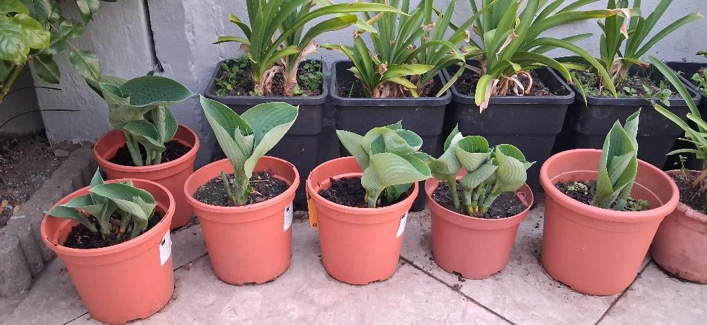 Hosta "alligator alley", Jardin & Terrasse, Plantes | Jardin, Plante fixe, Mi-ombre, Enlèvement