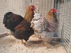 Wyandotte kriel toom goud blauw en goud zwart gezoomd kippen, Meerdere dieren, Kip