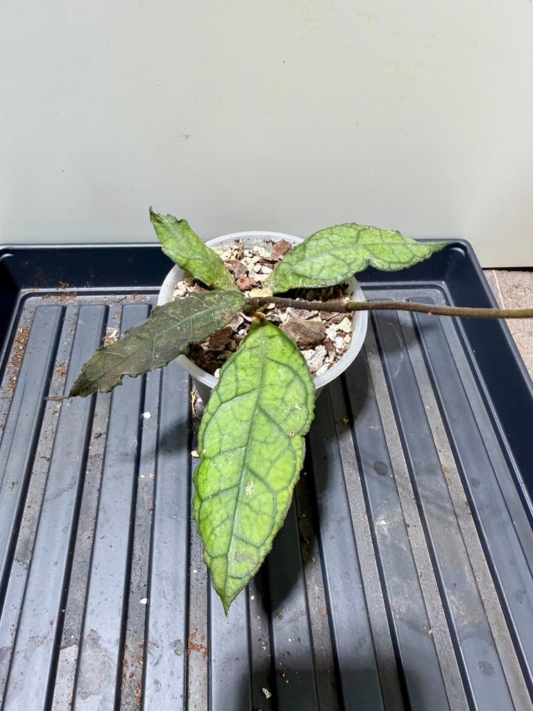 Hoya clemensorium, Huis en Inrichting, Kamerplanten, Ophalen of Verzenden