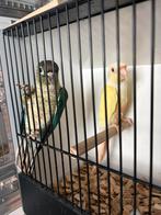 Pyrrhura creme in een koppel, Dieren en Toebehoren, Mannelijk, Papegaai