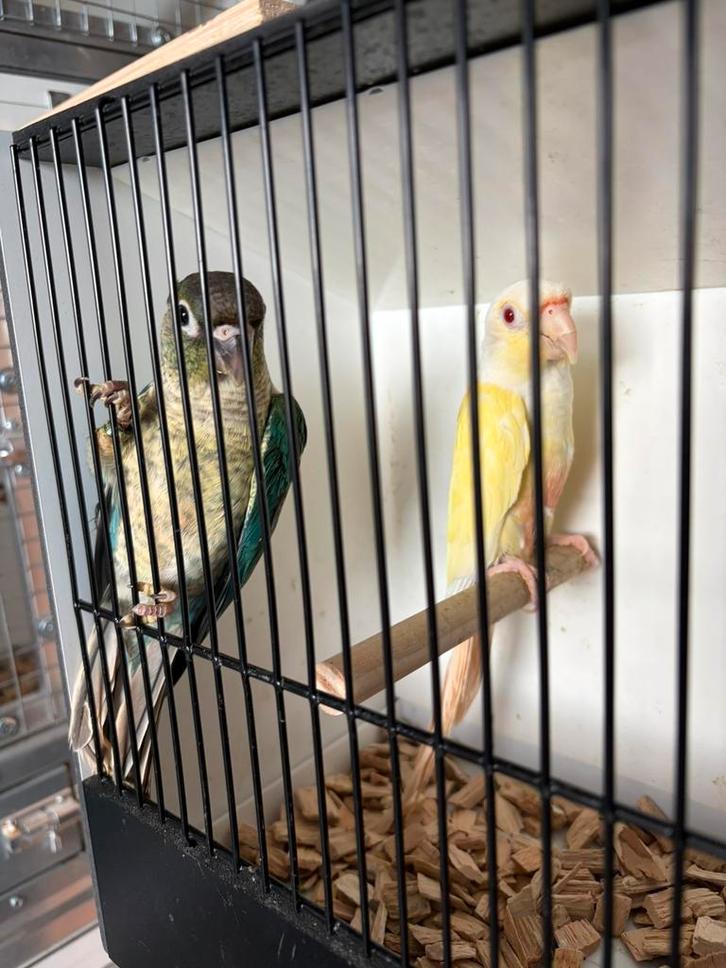 Pyrrhura creme in een koppel, Dieren en Toebehoren, Vogels | Parkieten en Papegaaien, Papegaai, Mannelijk