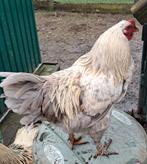 Brahma haan leeftijd april 2025  afhalen nerem, Dieren en Toebehoren, Pluimvee