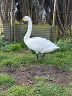 1-0 Bewickii zwaan (Kleine zwaan), Animaux & Accessoires, Volatiles, Mâle, Oie ou Cygne