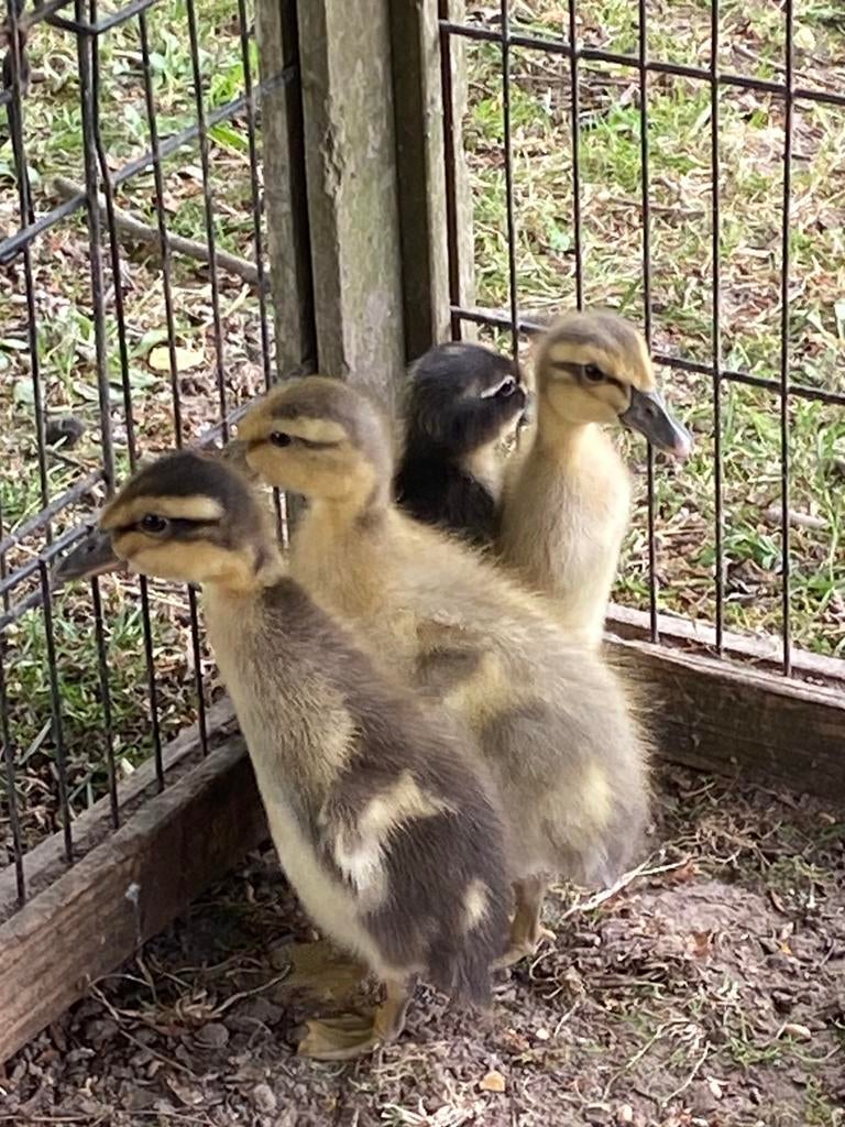 Broedeieren loopeend, Dieren en Toebehoren, Geslacht onbekend, Eend