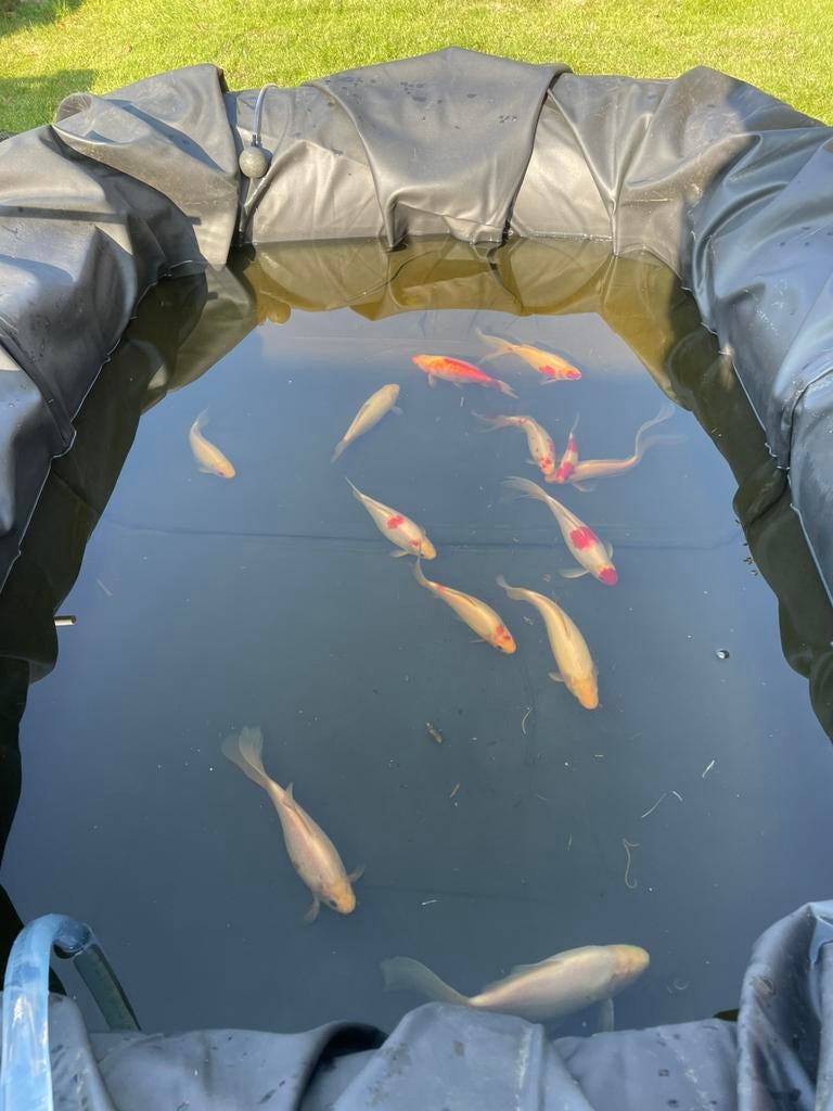 Grote goudvissen, Dieren en Toebehoren, Goudvis(sen)