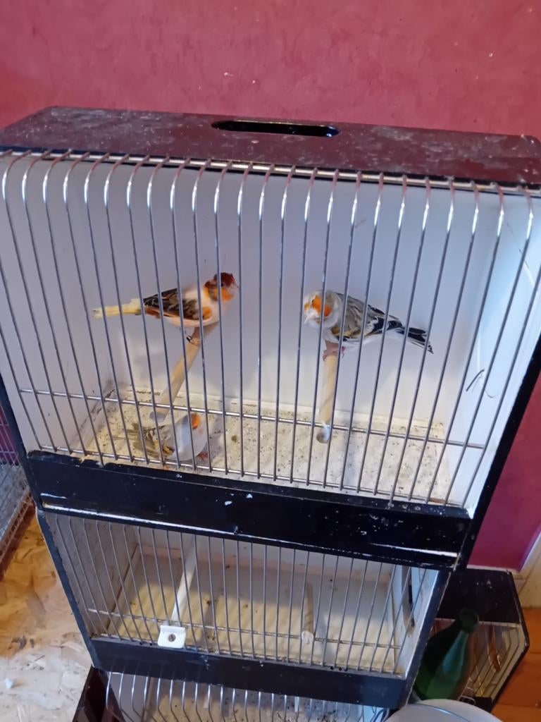 Man harlekijn met 2 poppen distelvink x kanarie