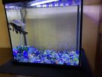 Kleine aquarium met 2 vissen, Enlèvement, Utilisé, Aquarium d'eau douce rempli