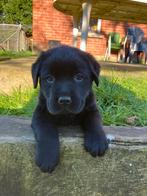 Chiots labrador noirs, Chien (mâle), Hépatite contagieuse (maladie de Rubarth), Belgique, 8 à 15 semaines