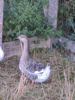 Jonge gans, Animaux & Accessoires, Volatiles, Femelle, Oie ou Cygne
