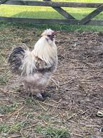 Gratis zijdehoen haan, Dieren en Toebehoren, Pluimvee, Mannelijk, Kip