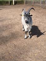 Chèvre Dekbok de Lorraine, Animaux & Accessoires