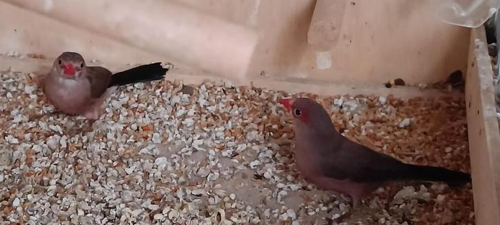 napoléonnetje ou faisan à queue noire, Animaux & Accessoires, Oiseaux | Oiseaux Autre, Oiseau tropical, Sexe inconnu