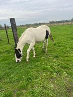 2 jarige merrie te koop, Merrie