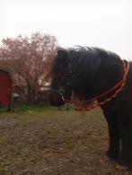 2 ponytjes te koop, Enlèvement