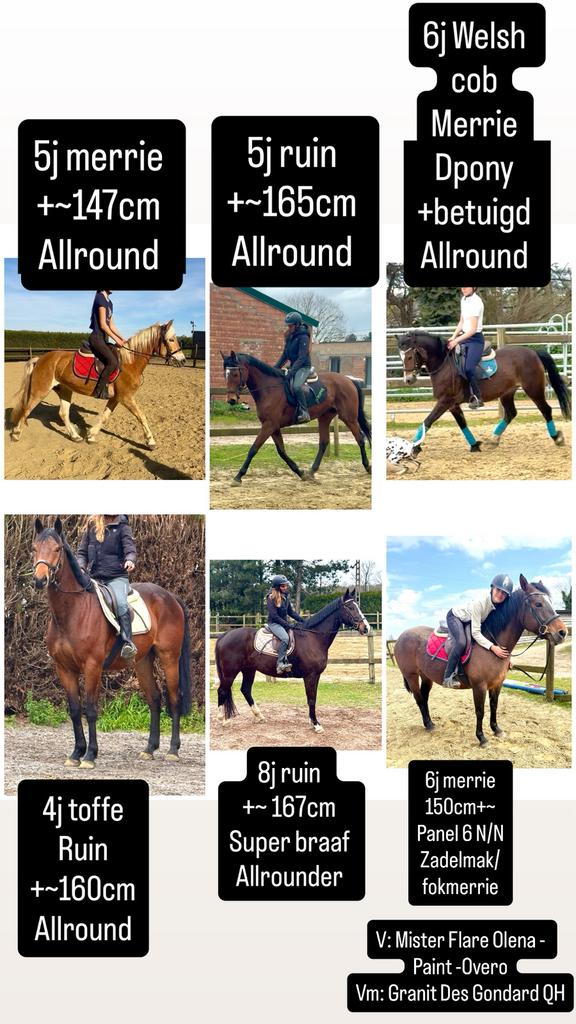 6 décorations, Animaux & Accessoires, Chevaux, Plusieurs animaux, B, Avec pedigree