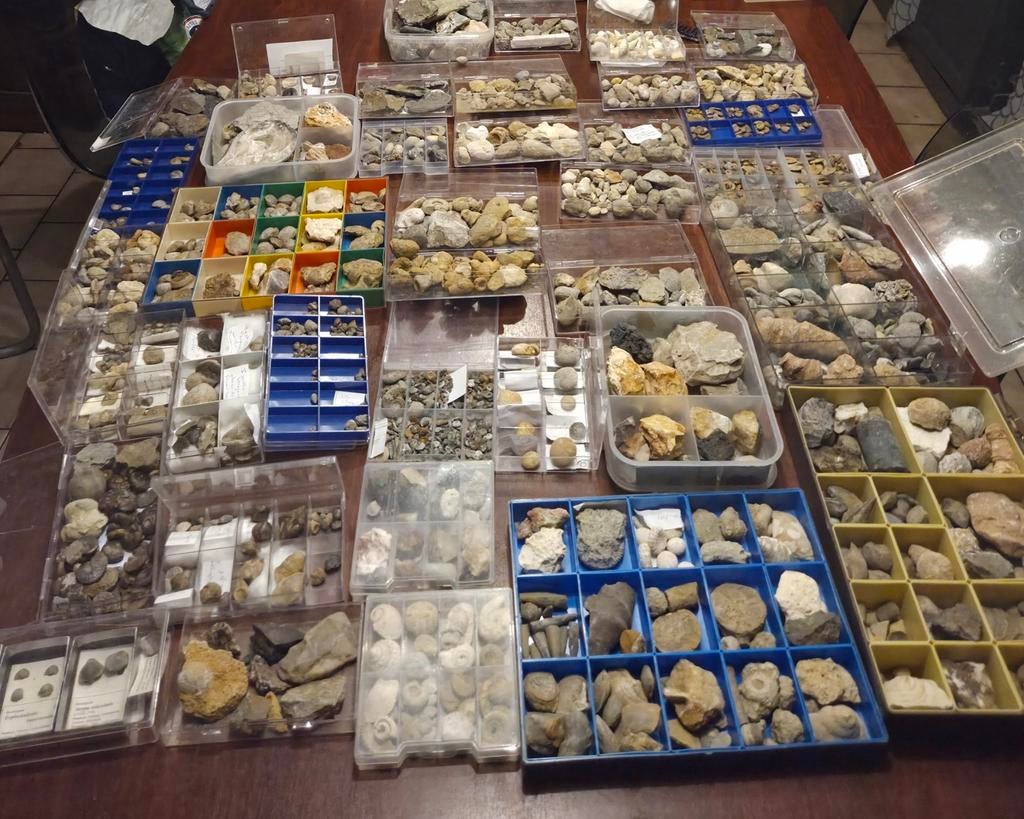 Collection de fossiles, Collections, Enlèvement