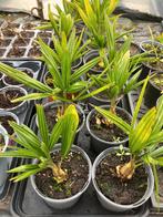 Trachycarpus fortunei 3 jaar, En pot, Moins de 100 cm, Plein soleil, Enlèvement