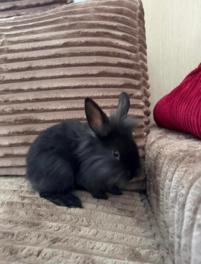 3 konijntjes, Dieren en Toebehoren, Konijnen, Middelgroot, Meerdere dieren, 0 tot 2 jaar