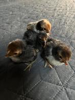 Kuikens, Dieren en Toebehoren, Pluimvee