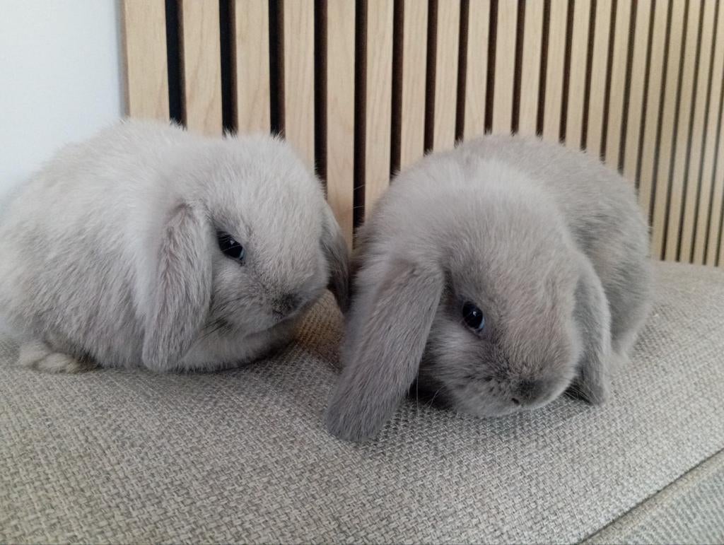 Prachtige minilopjes