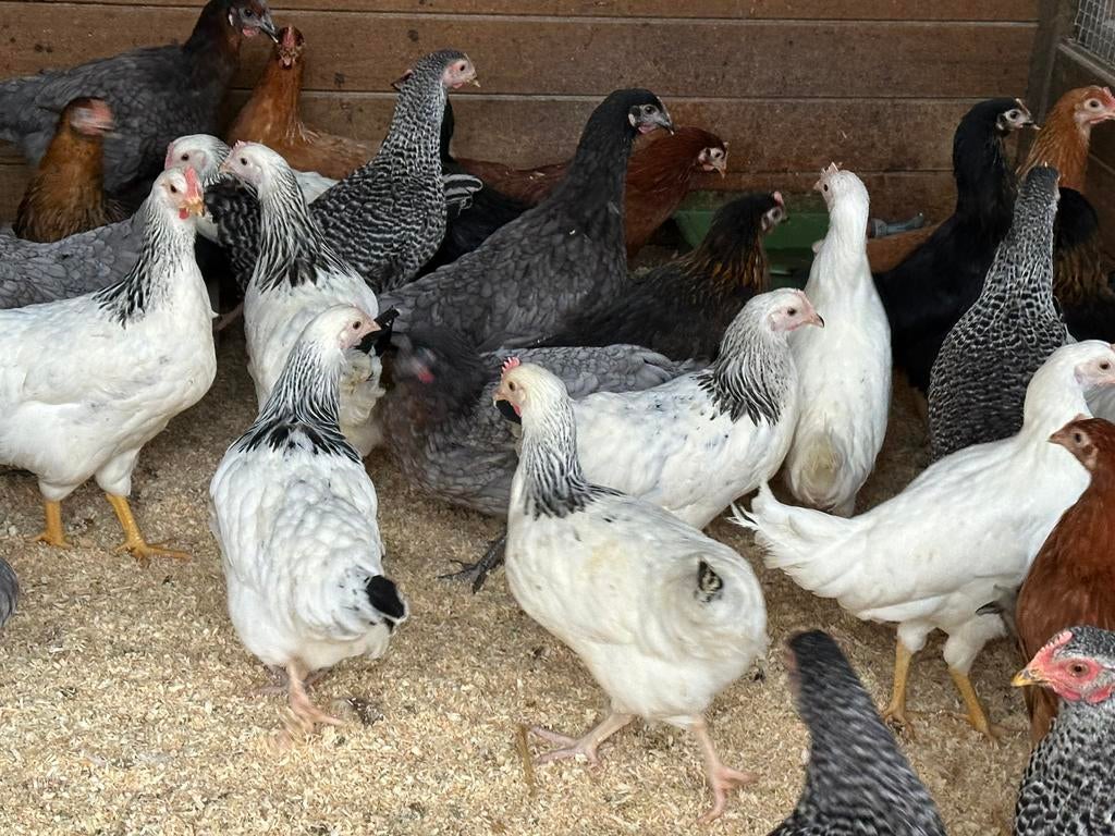 Legkippen en sierkippen vandaag 10-16uur