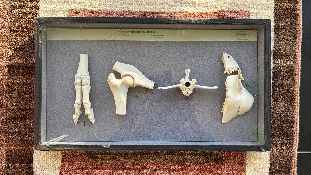 Antieke anatomische spécimen kast schaap Heinrich Sander., Verzamelen, Ophalen, Zo goed als nieuw